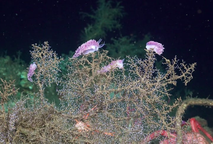 Pesquisadores descobrem novas espécies vindas de cânions do fundo do mar