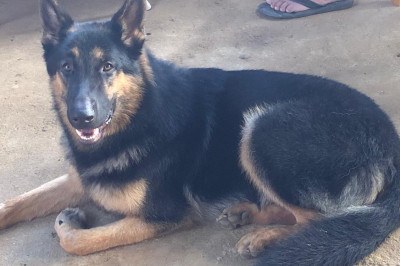 Brutus tinha quatro anos e segundo sua tutora era dócil com a família mas, por ser um cão de guarda estranhava pessoas desconhecidas -  (crédito: Arquivo Pessoal)