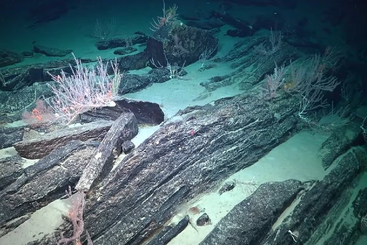 Usando um robô submarino controlado à distância (ROV), a equipe explorou quatro vales submarinos e cerca de 20 ecossistemas próximos a vazamentos de metano no fundo do Pacífico. 