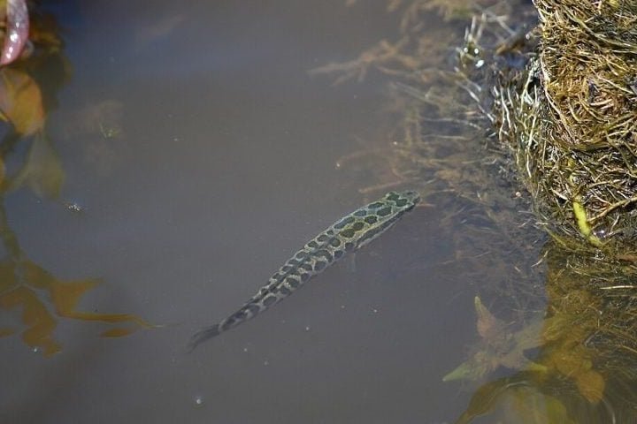 O peixe cabeça-de-cobra-do-norte foi visto pela primeira vez nos Estados Unidos em 2002, em um lago de Maryland.