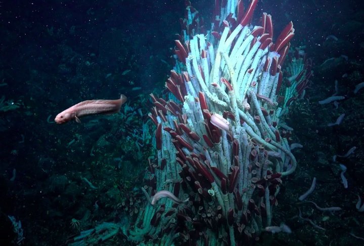 Há evidências de que as larvas desses vermes podem se espalhar por fissuras subterrâneas, colonizando novas áreas.