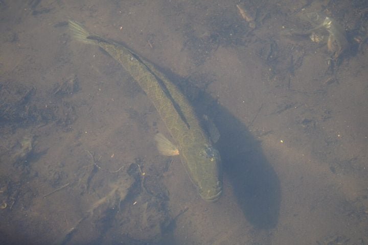 Também foi solicitado para que as pessoas tirarem uma foto e avisem as autoridades locais, informando onde e quantos peixes foram encontrados.