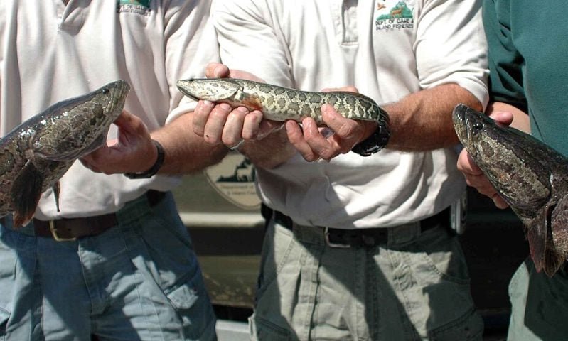 É proibido transportar, vender ou adquirir esse peixe. Quem for pego pode ser multado ou até preso pela Lei Lacey (órgão que regula a conservação ambiental nos EUA).
