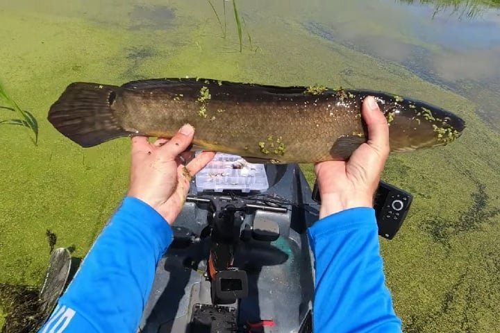 Antes de matá-los, as autoridades pedem para a população se certificar de que é mesmo um cabeça-de-cobra, pois ele pode ser confundido com peixes nativos, como o bowfin (que tem nadadeira mais curta e uma mancha preta na cauda).