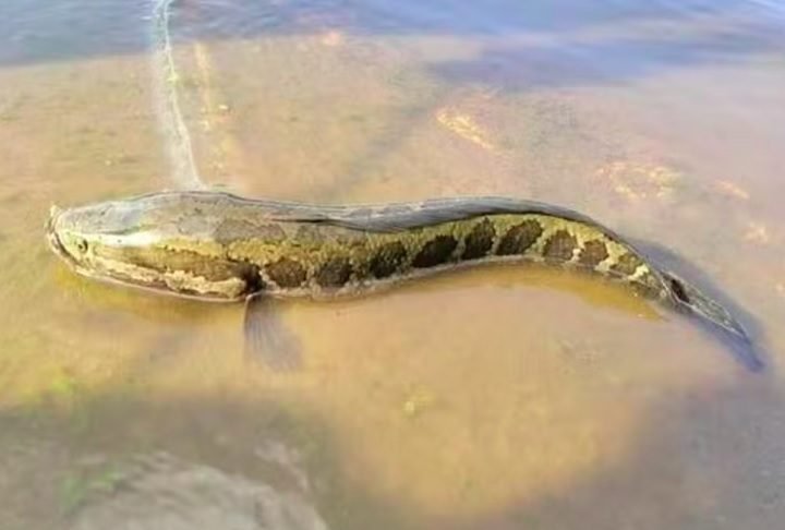 A aparência incomum e assustadora faz com que muita gente pense que o peixe é na verdade uma serpente píton.
