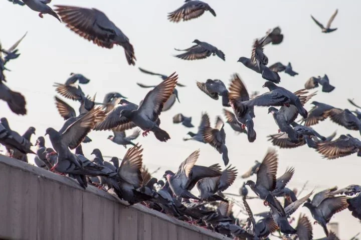 Por essas razões, em várias cidades existem medidas de controle populacional, como o uso de sons repelentes e até contraceptivos para aves, buscando reduzir o impacto da superpopulação sem afetar o equilíbrio natural.