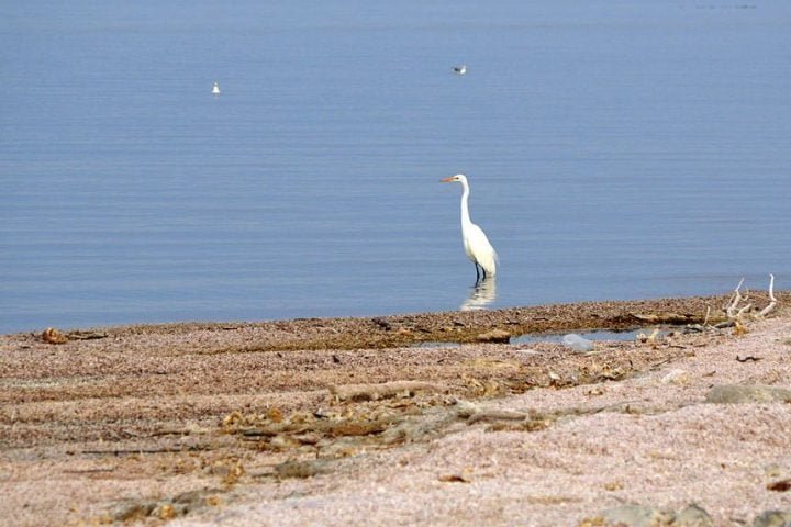 Outra complicação é o fato de que, por conta da alta salinidade da água, peixes e outros animais têm dificuldade para sobreviver.