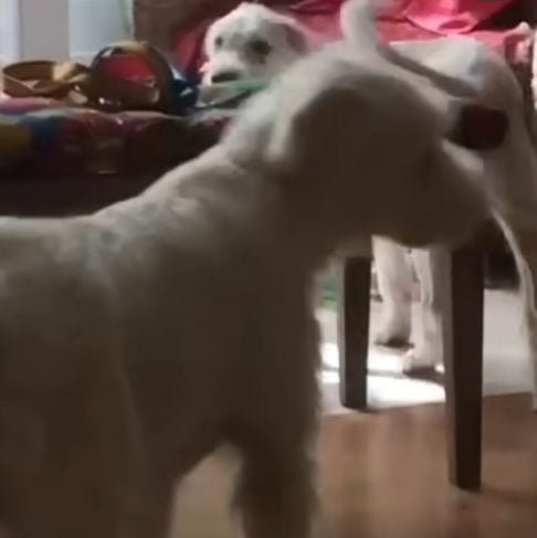 O casal registrou um boletim de ocorrência por apropriação indébita, mas os cães já estão com novas famílias, que se recusam a devolvê-los para evitar sofrimento (uma das famílias alegou o apego de uma criança ao pet).