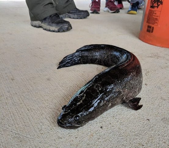 Para completar o "kit bizarrice", esse peixe consegue viver bastante tempo fora da água, graças a uma adaptação especial nas suas brânquias, que permite que ele respire o ar diretamente.