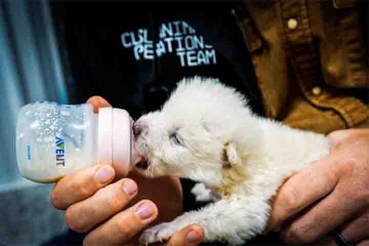 Eles foram batizados de Rômulo e Remo - nomes dos irmãos gêmeos que, segundo a mitologia romana, foram criados por uma loba e fundaram Roma. 
