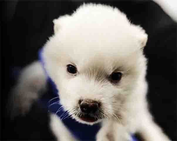 Ao serem implantados em Ã³vulos desnucleados, esses nÃºcleos modificados produziram embriÃµes, que se desenvolveram dentro de cadelas mestiÃ§as de grande porte e com boas condiÃ§Ãµes de saÃºde. 

