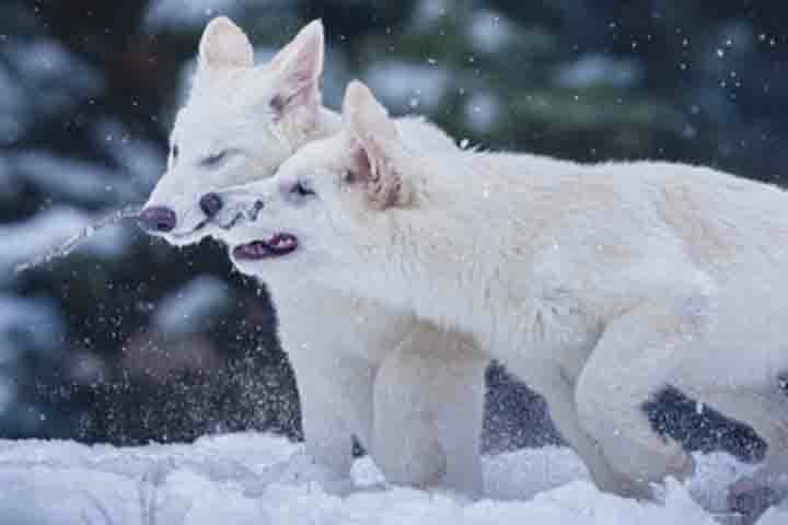 Eles tinham aparência semelhante às dos lobos cinzentos e dos chacais, porém eram provenientes de linhagem genética distinta. 
