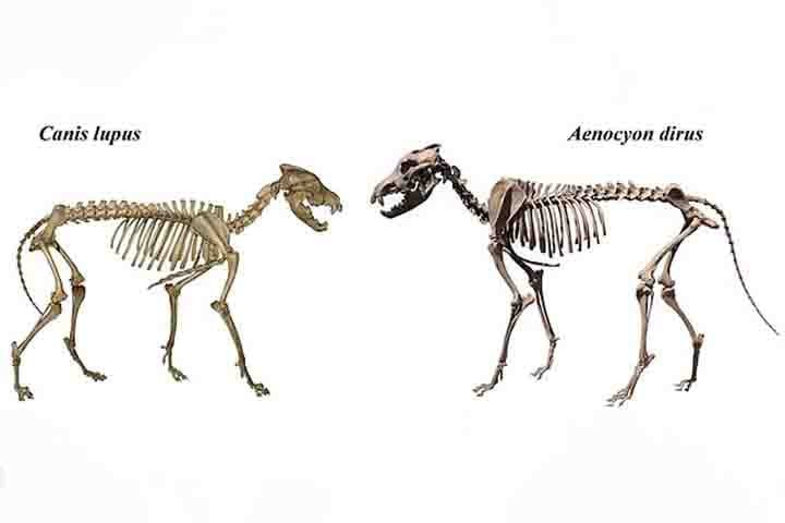 De acordo com a “Time”, a técnica de clonagem dos cientistas da Colossal consistiu na extração de células progenitoras endoteliais (EPCs) do sangue de um lobo-cinzento comum. 
