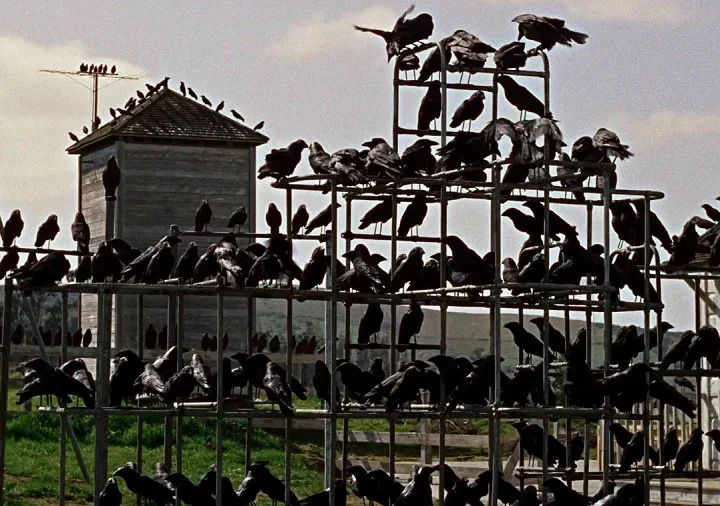 No clássico do suspense "Os Pássaros" (1963), de Alfred Hitchcock, os personagens são aterrorizados e atacados por centenas de aves, entre elas os corvos.