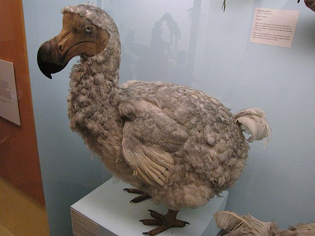 Tanto que cerca de 25 aves foram abatidas de uma só vez para fins alimentares, conforme conta Willem Van West-Zanen, em seu diário de bordo no navio Bruin-Vis, em 1602.  Grandes e fartos, apenas dois dodôs serviam uma enorme quantidade de carne em uma única refeição. Os restos eram preservados por meio da salga.  