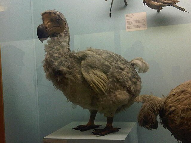 Além disso, outro fator que contribuía para a "má reputação" das aves era o fato de elas não terem medo de nada nem ninguém, o que as expunha a perigo. 