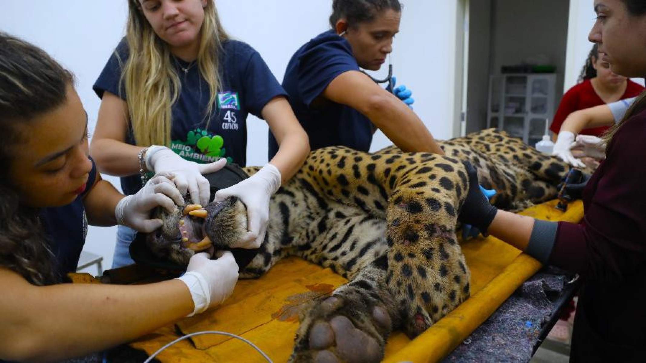 Onça-pintada está recebendo cuidados no Centro de Reabilitação de Animais Silvestres e passando por exames para verificar seu estado de saúde -  (crédito: Saul Schramm/Agência de Notícias do MS)