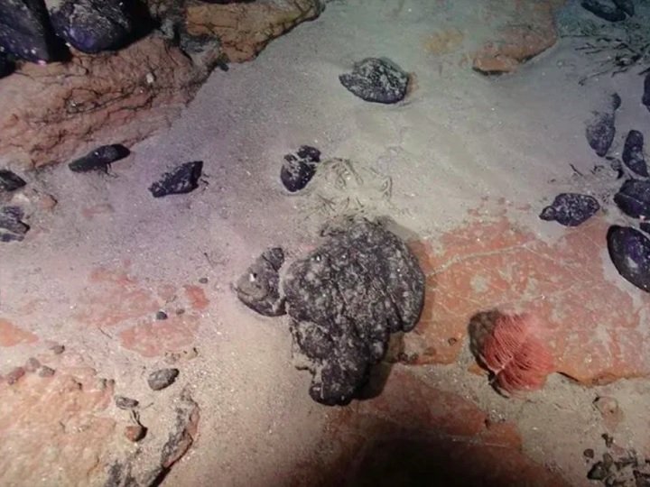 Em 2018, os pesquisadores fizeram uma descoberta incomum durante uma expedição submarina ao encontrarem camadas de argila vermelha no fundo do mar, semelhantes a solos tropicais.