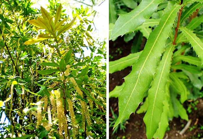 A macadâmia também é conhecida por suas gorduras monoinsaturadas, especialmente o ácido palmitoleico, também conhecido como ômega 7. Essas gorduras ajudam a aumentar o metabolismo, promovem a queima de gordura e reduzem o armazenamento de gordura no corpo. Isso reduz o risco de doenças cardiovasculares, como infartos e derrames.