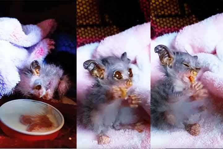 O animal, ainda mais vulnerável por sua aparência delicada, foi identificado como um "bush baby", também conhecido como galago. Esse pequeno primata noturno é nativo da África Subsaariana, e o filhote resgatado foi descrito como o menor galago que o hospital já havia atendido. 