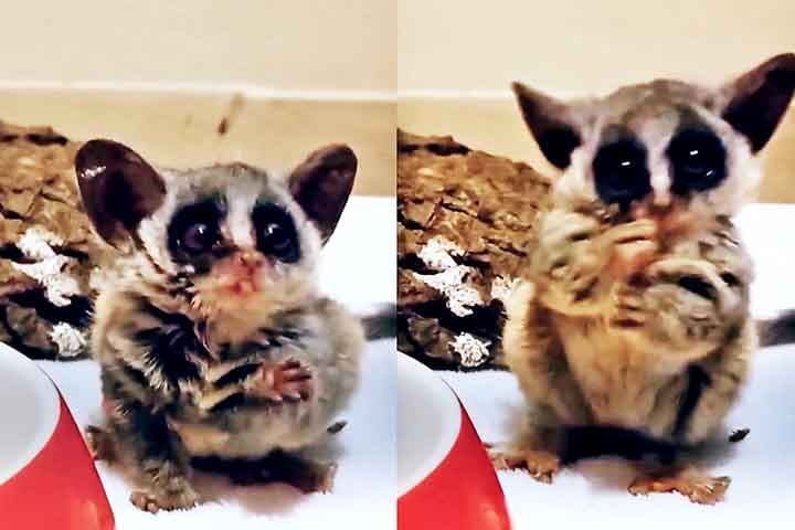 Após ser resgatado, o filhote recebeu cuidados intensivos, incluindo alimentação especializada e um ambiente seguro. Com o passar do tempo, o pequeno galago, batizado de "Pebble", começou a mostrar sinais de recuperação.