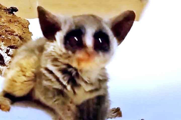 Ele não só dobrou de peso rapidamente, como também se mostrou mais forte e ativo, o que gerou grande otimismo entre os cuidadores do hospital. Após três meses de cuidados, Pebble foi transferido para um novo ambiente, onde poderia continuar sua recuperação e aprimorar suas habilidades para a vida selvagem. 