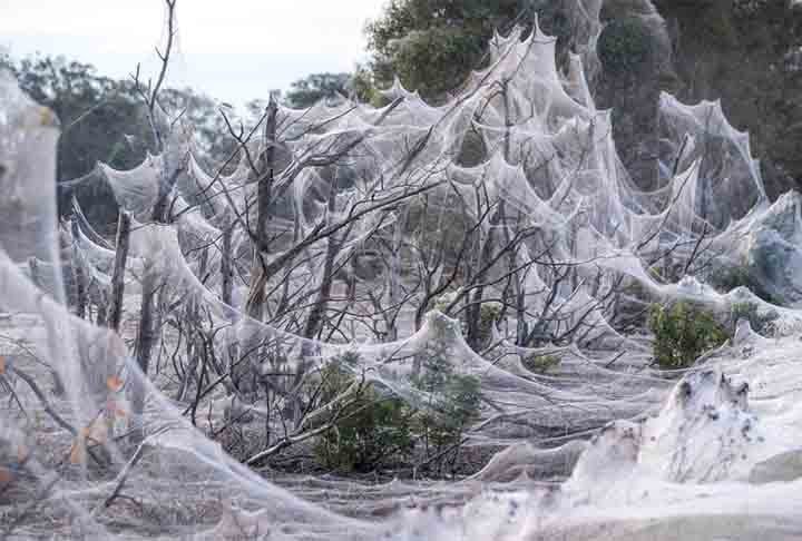 Teias de aranha massivas: Muita gente já deve ter visto imagens de teias gigantescas pela internet. Esse fenômeno pode ocorrer por vários motivos e envolve a atividade de muitas aranhas trabalhando em conjunto. 