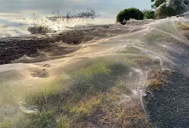 Após grandes inundações, por exemplo, aranhas terrestres podem ser forçadas a subir em árvores, arbustos e outras estruturas elevadas para escapar da água. 