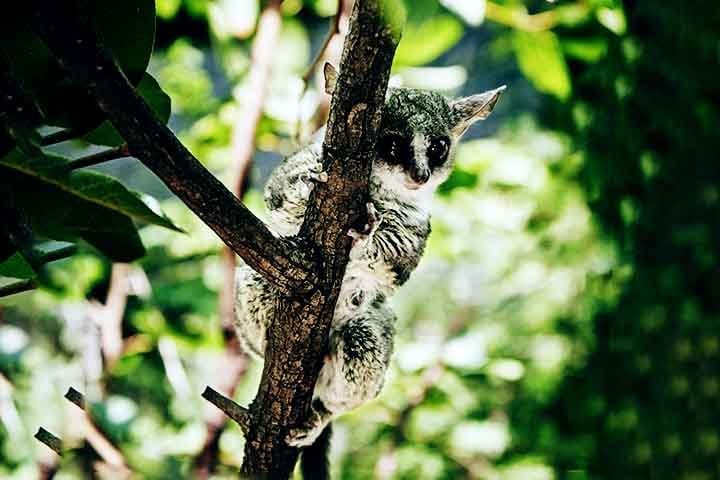 Os galagos, ou bush babies, são primatas pequenos que pertencem à família "Galagidae". Existem cerca de 20 espécies conhecidas de galagos, e acredita-se que muitas outras ainda não foram identificadas.