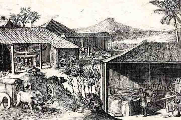 A cana-de-aÃ§Ãºcar apresenta quatro fases de desenvolvimento: brotaÃ§Ã£o e emergÃªncia, perfilhamento, crescimento dos colmos e maturaÃ§Ã£o dos colmos. Na primeira, depende da qualidade da muda, ambiente, Ã©poca e manejo do plantio. 