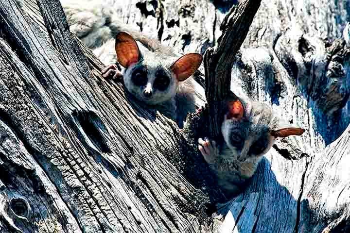 Outra característica fascinante dos galagos é seu comportamento social. Embora sejam principalmente solitários durante as caçadas noturnas, alguns galagos podem viver em grupos familiares durante o dia, especialmente em ambientes mais seguros.