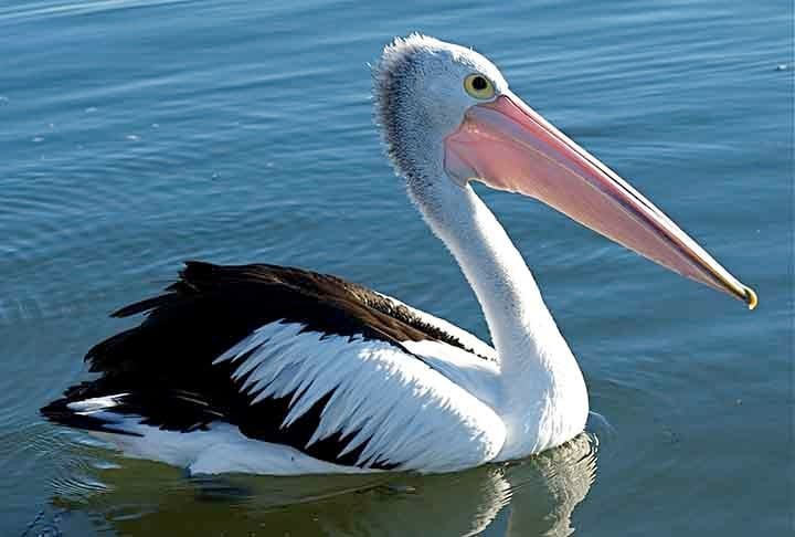Sydney (Austrália) - Pelicano: O pelicano simboliza a vida selvagem e a conexão com o mar. Sydney adota o pelicano como símbolo por sua presença nas águas ao redor da cidade.