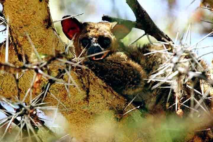 As fêmeas, por exemplo, tendem a ser mais territoriais, enquanto os machos geralmente ficam nas proximidades de seus territórios. A comunicação entre os galagos ocorre principalmente por vocalizações, com chamados que muitas vezes lembram o choro de bebês humanos.