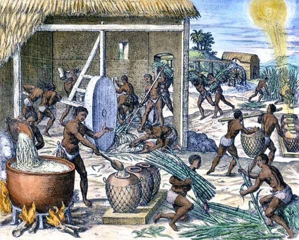 Na época, os portugueses se aproveitaram das condições favoráveis do nosso país (clima tropical) para seu plantio. Assim, o solo (principalmente do litoral) e o clima do Brasil possibilitavam o cultivo em larga escala.