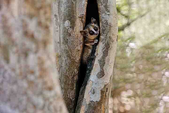 Essas vocalizaÃ§Ãµes sÃ£o essenciais para a identificaÃ§Ã£o entre as diversas espÃ©cies e para a comunicaÃ§Ã£o dentro de suas famÃ­lias ou grupos sociais.