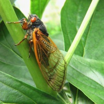 Canto das cigarras ressoa em dias quentes para atrair parceiros - Imagem de parlansky por Pixabay