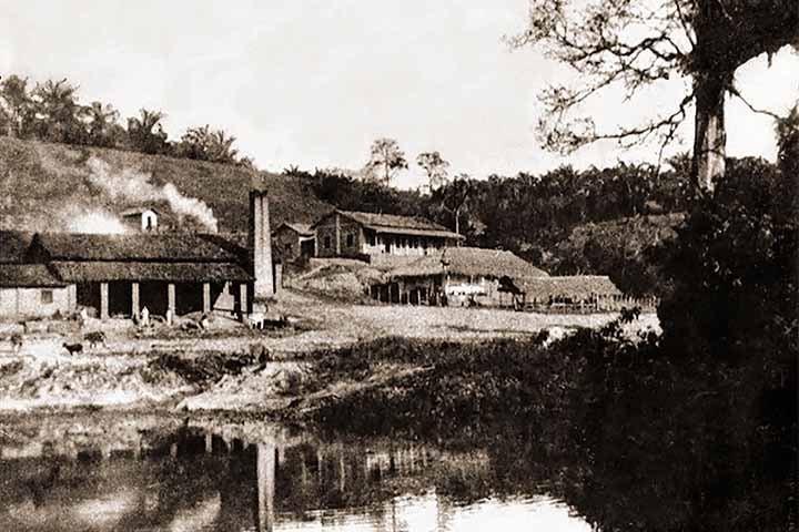 A cana costuma ter um melhor desenvolvimento em climas que apresentam estações bem distintas. Uma com temperaturas mais altas enquanto a outra úmida, para que a germinação aconteça.