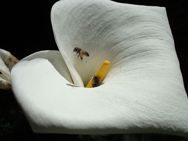 Copo-de-leite (Zantedeschia aethiopica): Originária da África do Sul, cresce em ambientes tropicais e subtropicais. Todas as partes da planta são tóxicas, causando queimação e inchaço em contato com mucosas.
