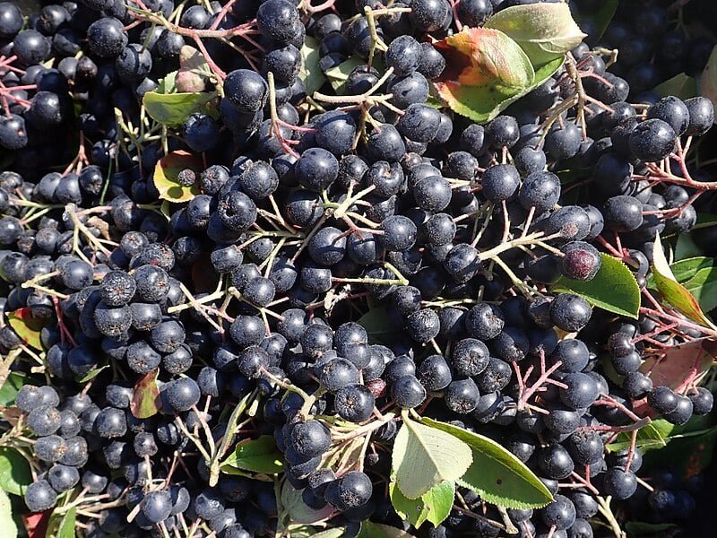 O estudo analisou um grupo de adultos que consumiram pelo período de um ano e meio a fruta nativa da América do Norte e de baixa caloria. Ela também é rica em fibras, vitamina C e K, além de ferro.
