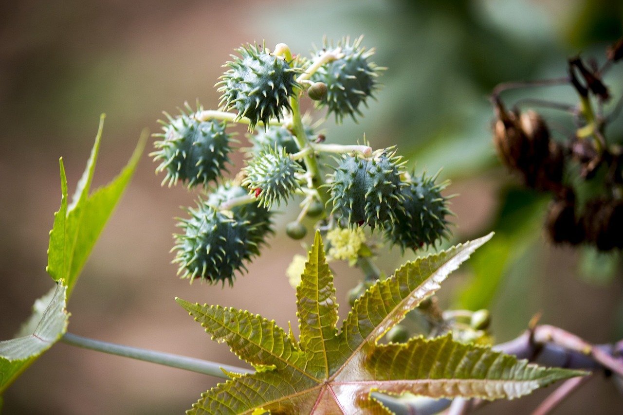 Mamona (Ricinus communis): Originária da África, cresce em áreas tropicais e subtropicais. Suas sementes contêm ricina, uma toxina letal que pode causar falência de órgãos.
