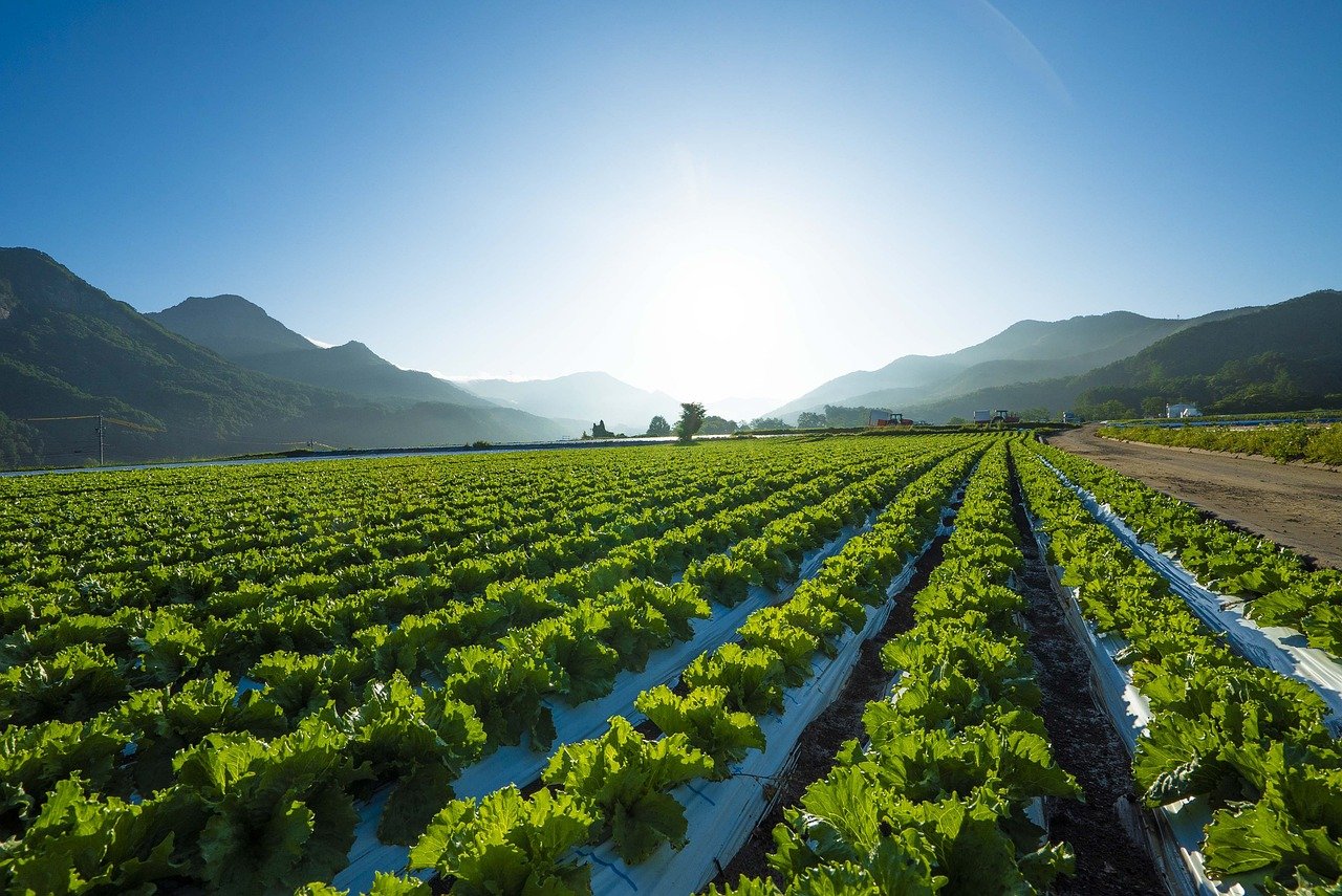 As fibras alimentares presentes nas folhas de alface são responsáveis por prevenir a constipação intestinal. Elas ajudam a melhorar o trânsito intestinal, com a pectina, que é solúvel, forma um gel em contato com a água e permite que o intestino funcione melhor.