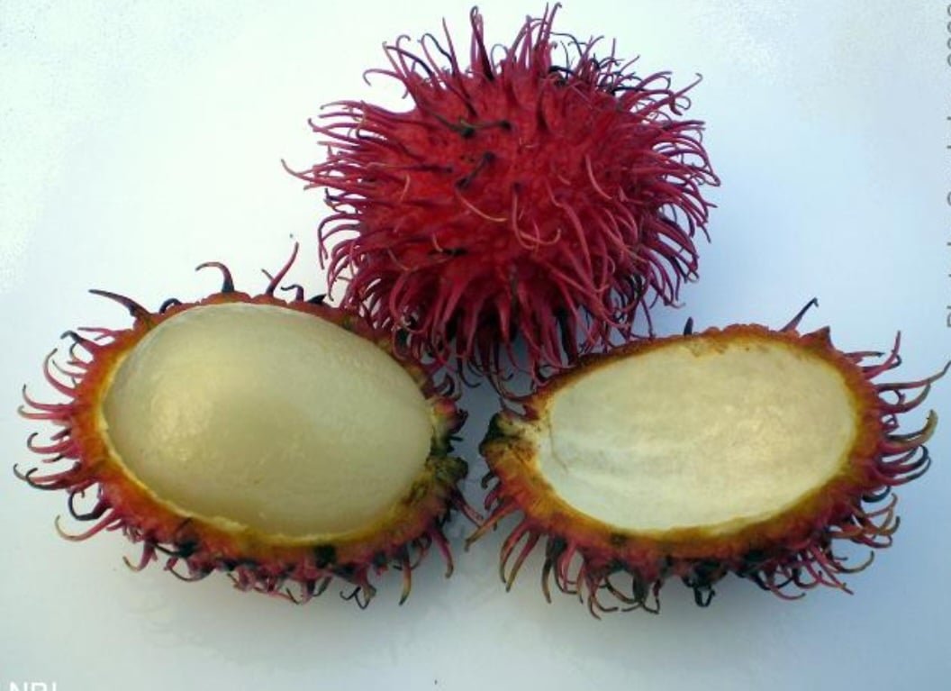 RambutÃ£o (Nephelium lappaceum) -  Fruta tropical da mesma famÃ­lia da lichia e do longan. Nativa do Sudeste AsiÃ¡tico, especificamente de regiÃµes como a MalÃ¡sia, a IndonÃ©sia, as Filipinas e a TailÃ¢ndia.