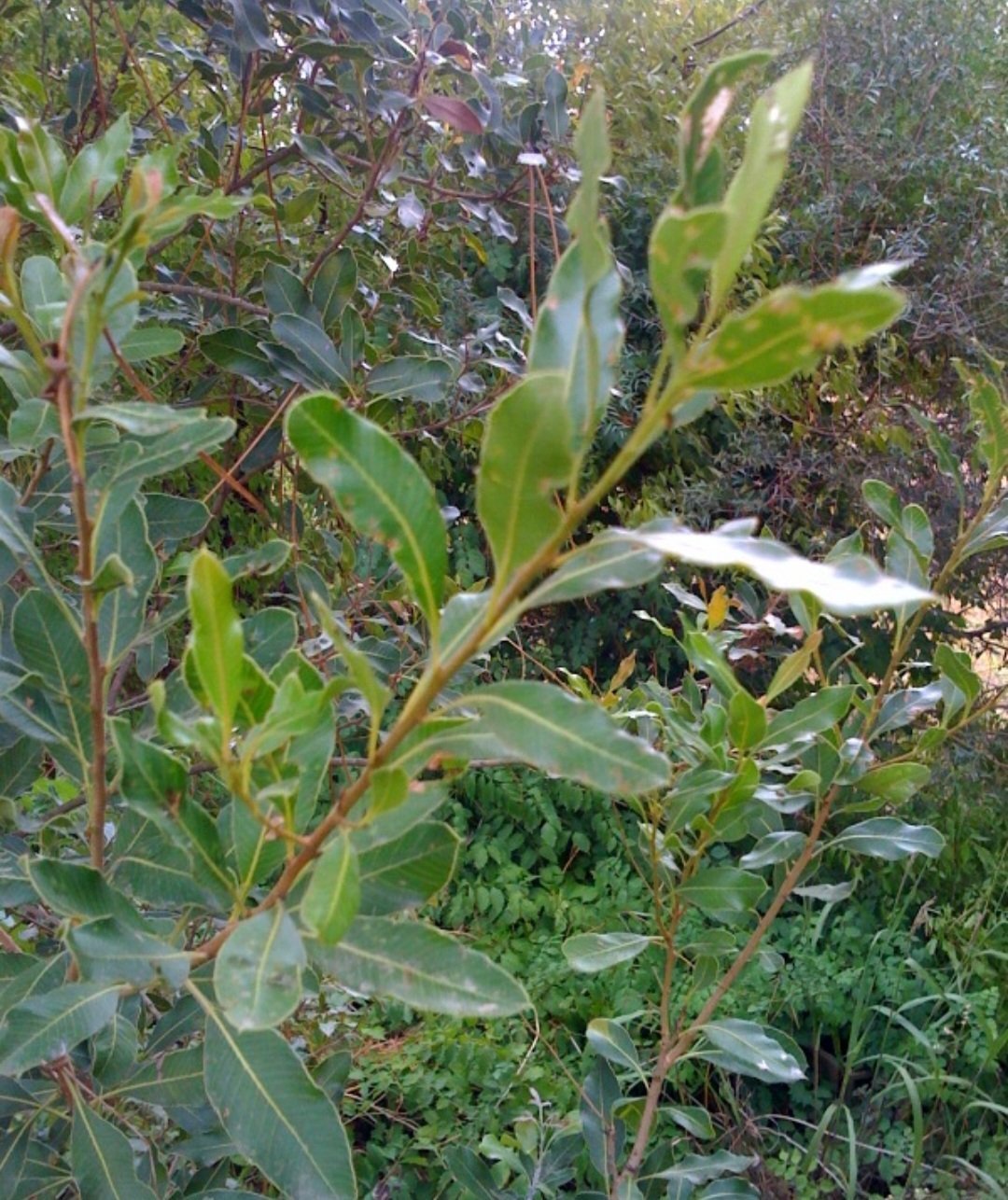 Aroeira-brava (Schinus terebinthifolia): Nativa da América do Sul, é encontrada em áreas tropicais. Seu contato pode causar dermatites e reações alérgicas severas.
