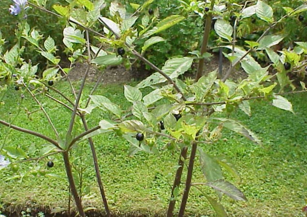 Beladona (Atropa belladonna): Originária da Europa, África e Ásia, cresce em áreas temperadas. Contém alcaloides tropânicos que podem causar alucinações, paralisia e morte.
