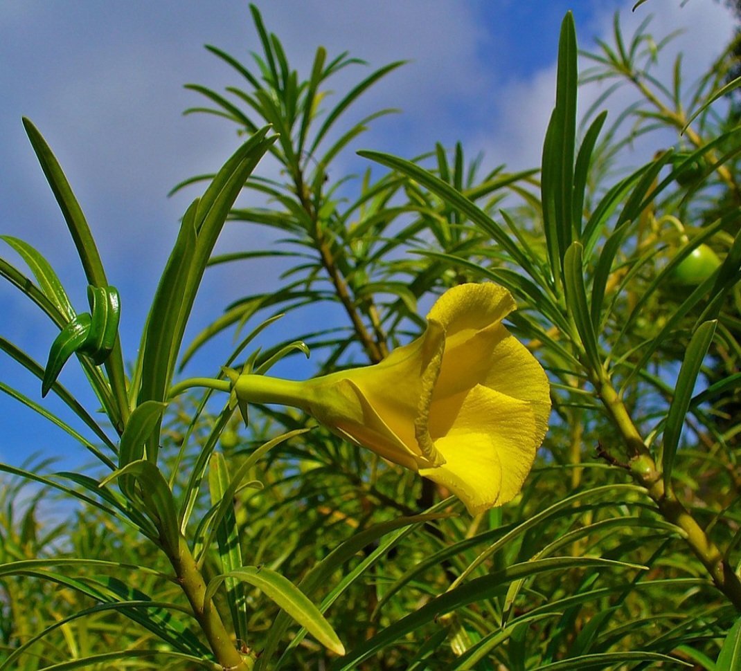 Oleandro-amarelo (Thevetia peruviana): Nativo da América Central e do Sul, é cultivado como ornamental. Suas sementes e látex são altamente tóxicos, podendo causar insuficiência cardíaca.