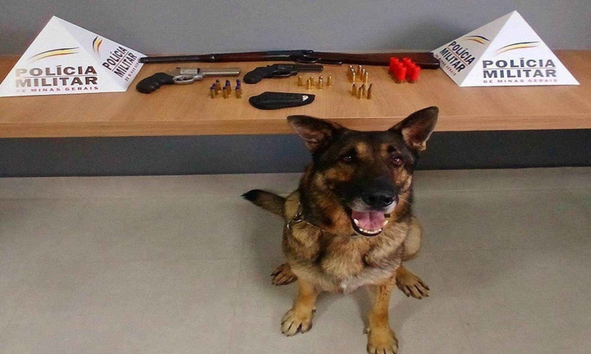 Armas estavam escondidas e foram localizadas por um c&atilde;o farejador -  (crédito: PMMG)