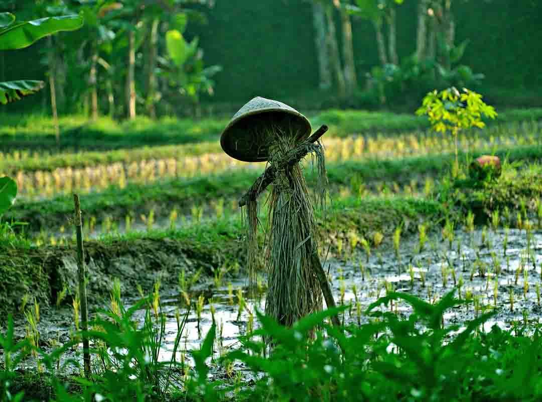 Uma versão sem lastro em documentos, tratada como lenda, diz que na Idade Média os fazendeiros recorriam a meninos para espantar as aves. A redução populacional pela peste negra teria forçado os donos de terra a utilizarem bonecos com essa finalidade. 
