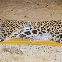 Onça-pintada que matou caseiro no Pantanal não deve retornar à natureza - Ag&ecirc;ncia de Noticias do Governo de Mato Grosso do Sul