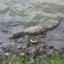 Vídeo: jacaré é flagrado descansando em meio ao lixo na Lagoa da Pampulha - Ellen Christie/EM/D.A Press