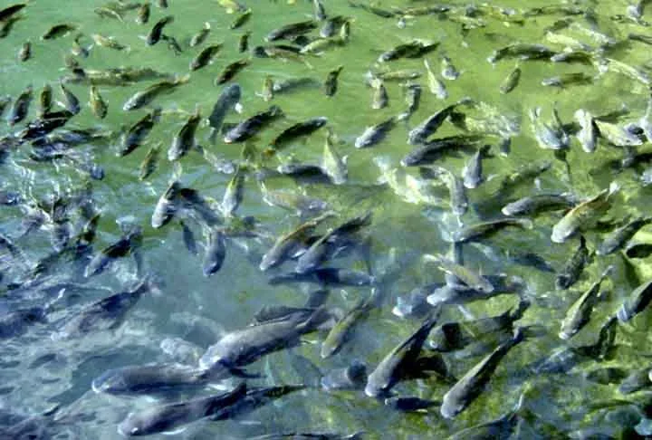 Invasão de Tilápias gera preocupação no Brasil